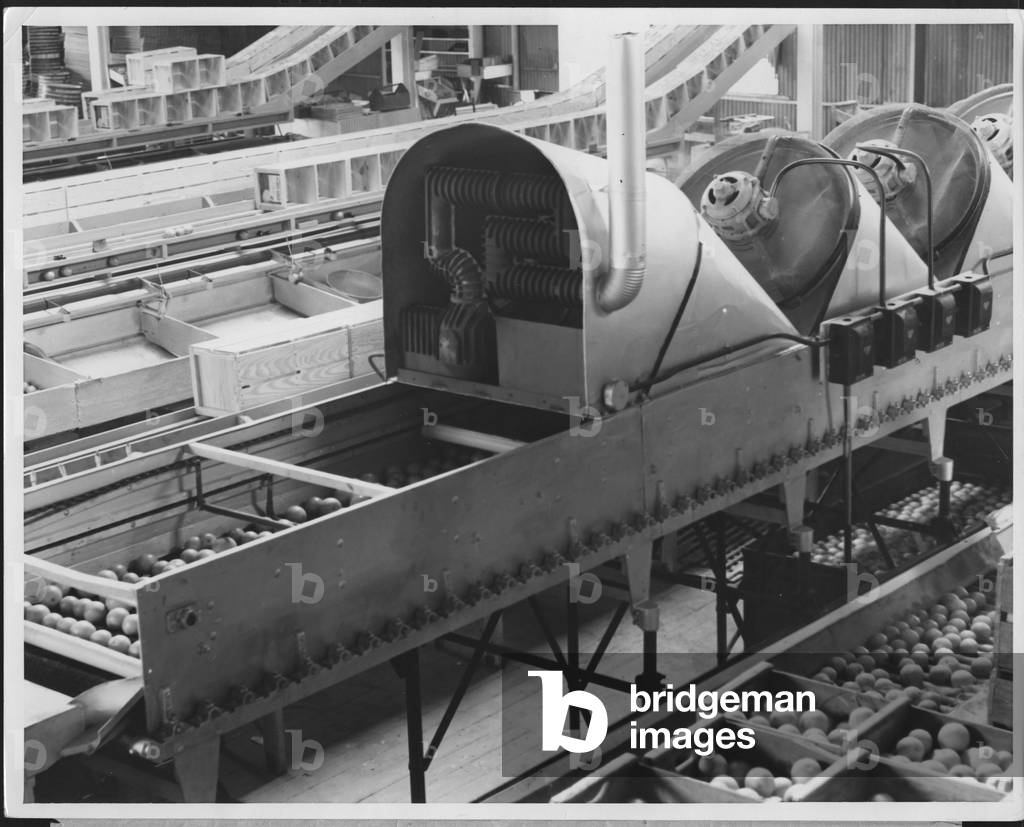 Fruit Washer, 1935-36 (b/w photo)