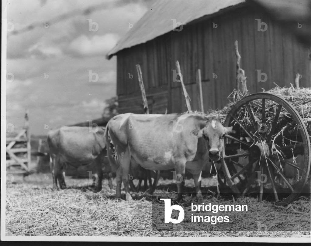 Jersey Cows near Austin, Texas, 1935-36 (b/w photo)