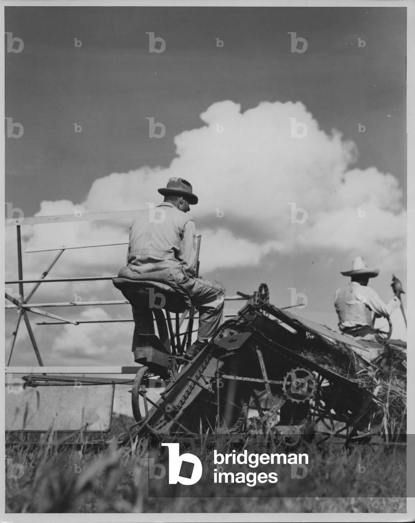 Cutting Sorghum, 1935-36 (b/w photo)