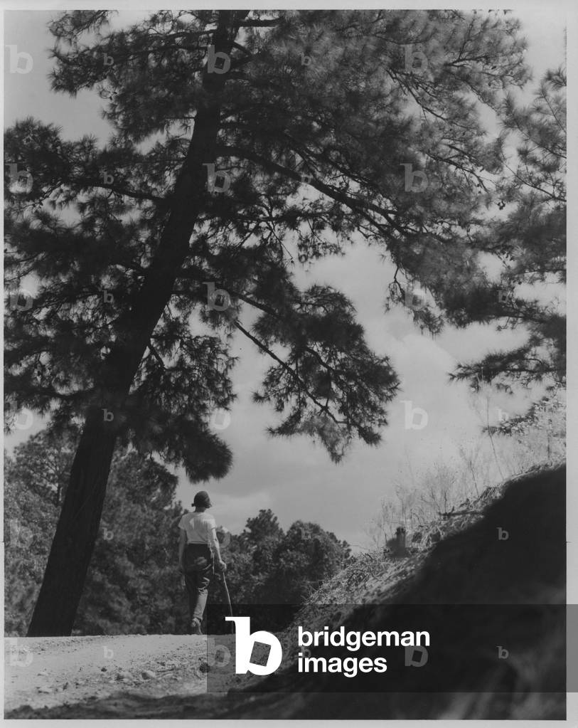 Big Pine District, East Texas, 1935-36 (b/w photo)