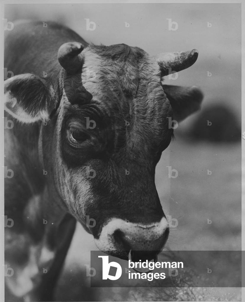 Jersey Bull, 1935-36 (b/w photo)