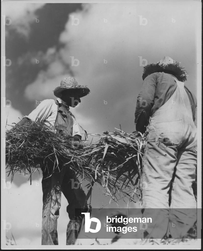Workers Gathering Sheaves, 1935-36 (b/w photo)