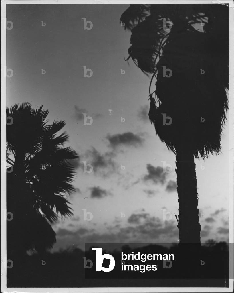 Royal Palms Silhouette, 1935-36 (b/w photo)