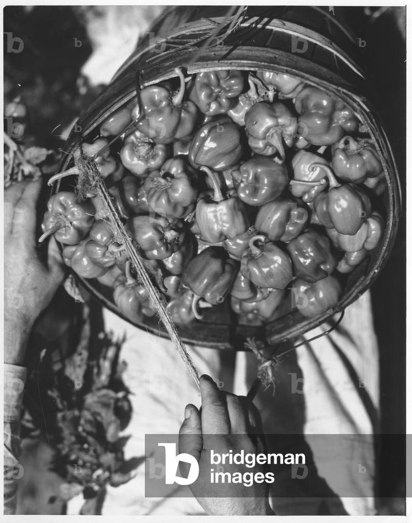 Peppers, 1935-36 (b/w photo)