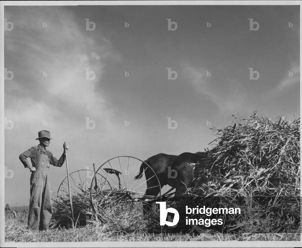Gathering Corn Stalks, 1935-36 (b/w photo)