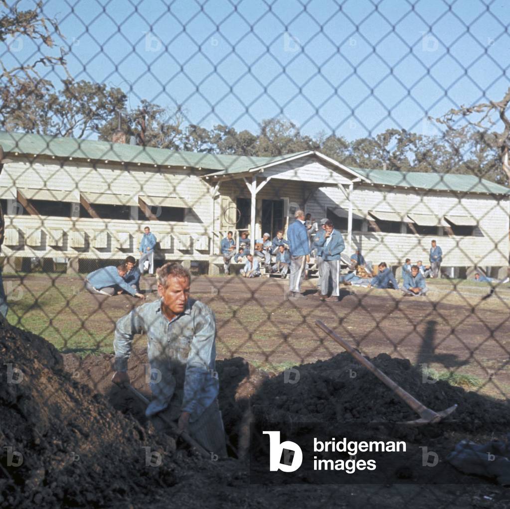 Paul Newman, Cool Hand Luke 1967 Directed By Stuart Rosenberg