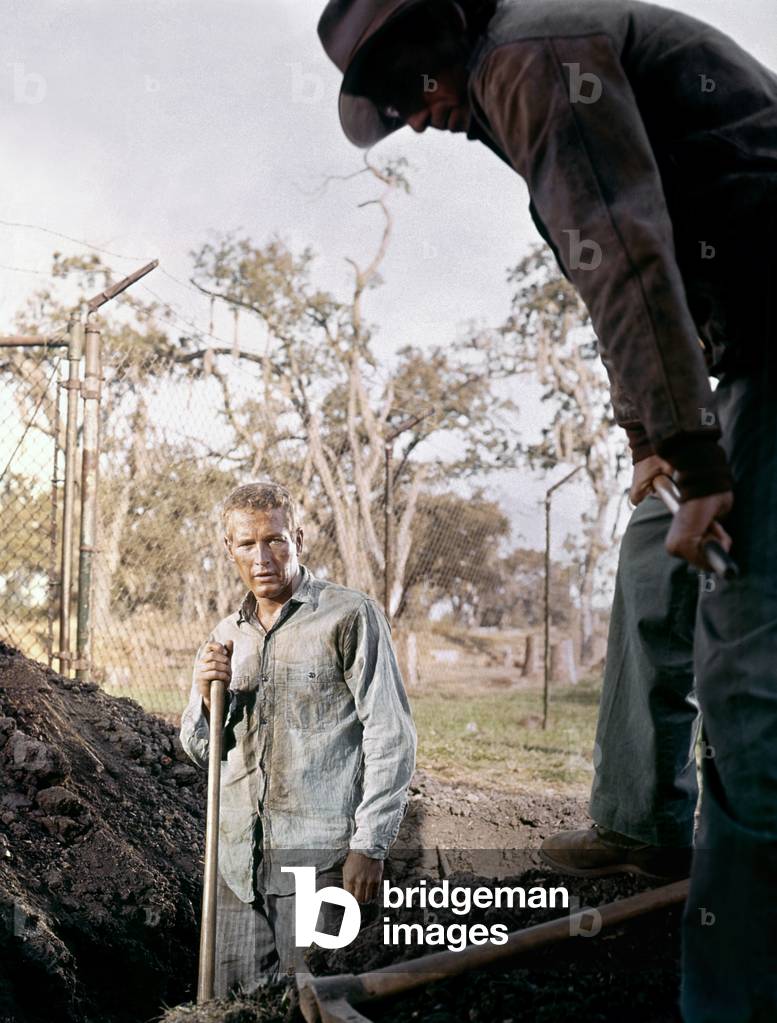 Paul Newman, Cool Hand Luke 1967 Directed By Stuart Rosenberg