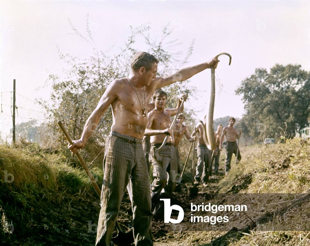 Paul Newman, Cool Hand Luke 1967 Directed By Stuart Rosenberg