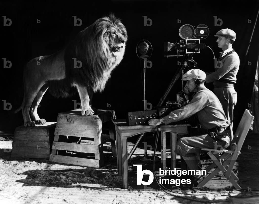 Enregistrement du rugissement du lion pour l'introduction des films produits par la MGM, vers, 1920- 1930 (naissance by la MGM le 16 avril, 1924) --- Recording of the lion roar for the introduction of MGM films, c. 1920- 1930 (b/w photo)