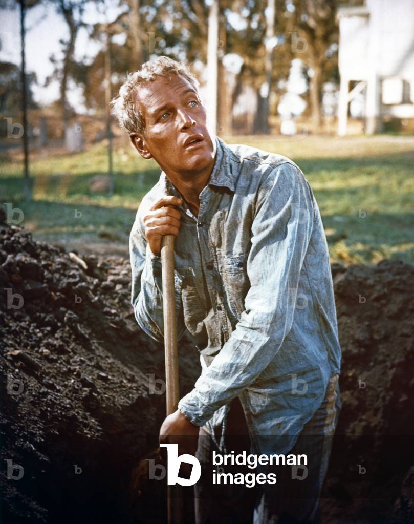 Paul Newman, Cool Hand Luke 1967 Directed By Stuart Rosenberg