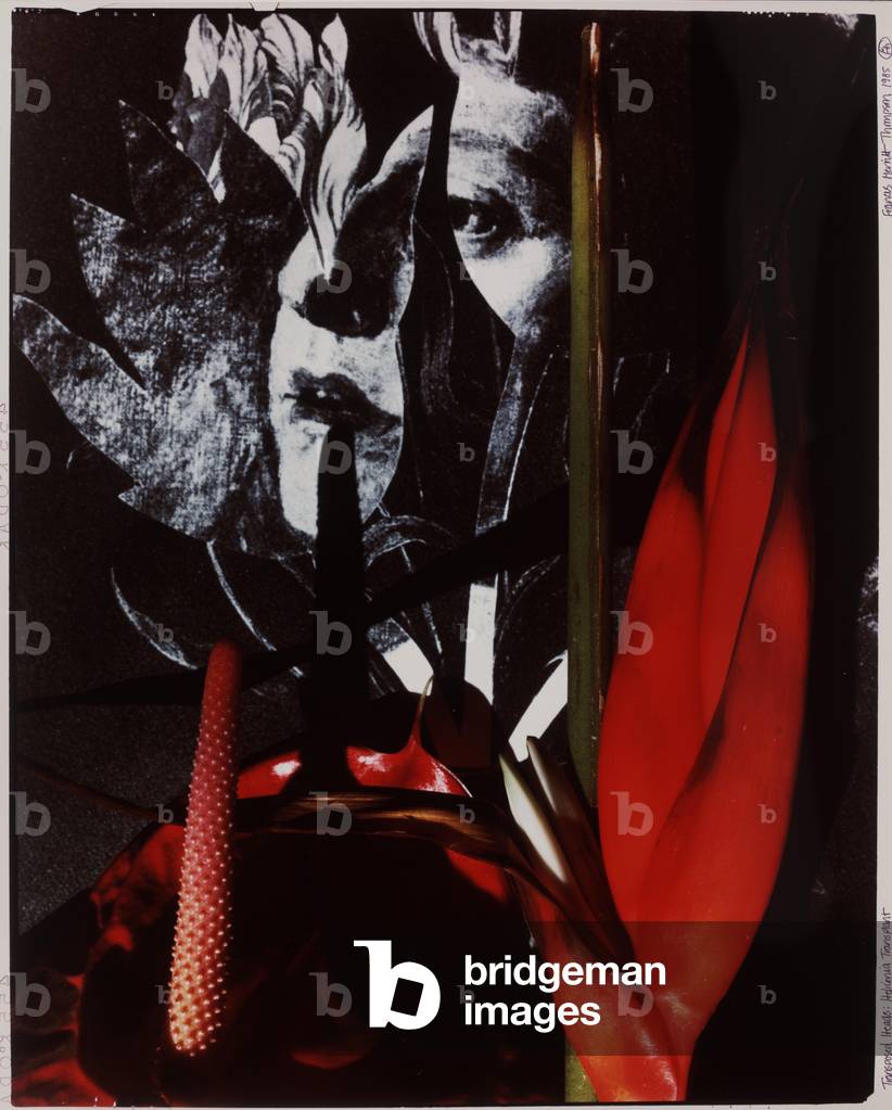 Transposed Heads: Heliconia Transplant, 1985 (cibachrome photo)