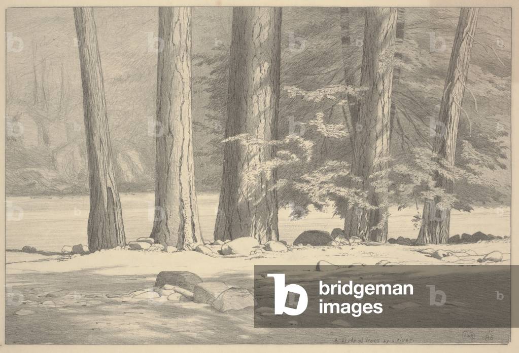 A Study of Trees by a River, 1918 (litho)