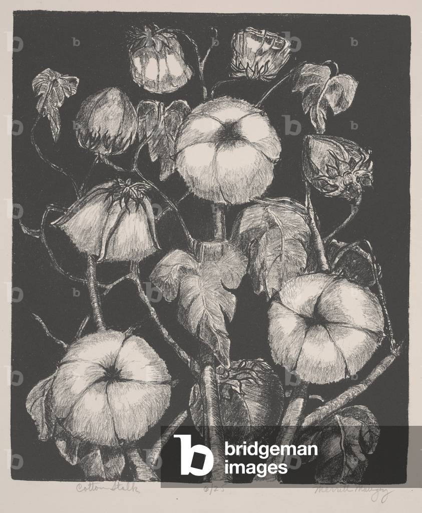 Cotton Stalk (lithograph)