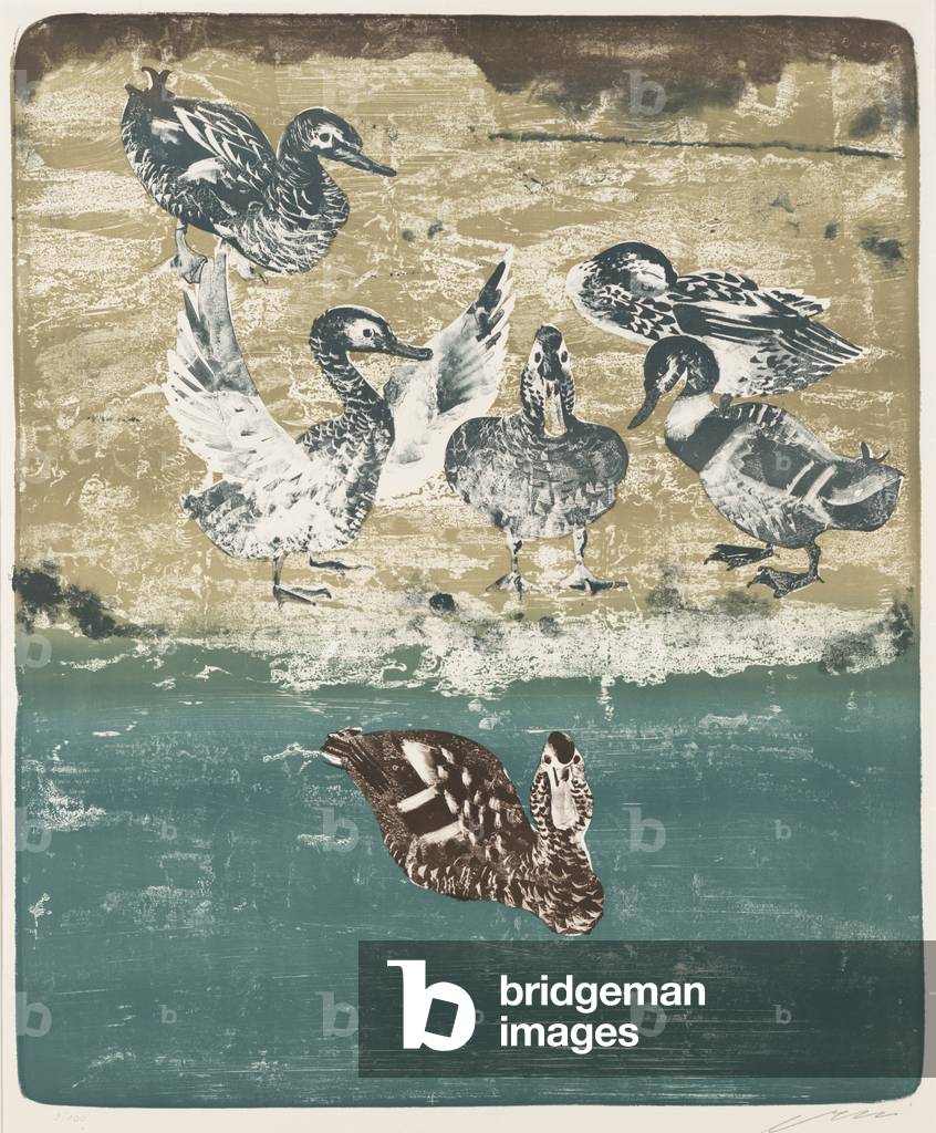 Ducks (colour litho)