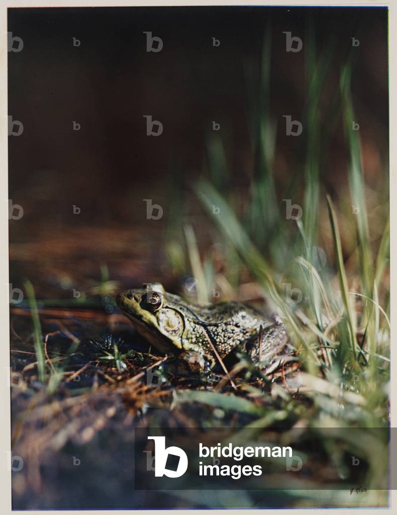 Green Frog (dye transfer print)