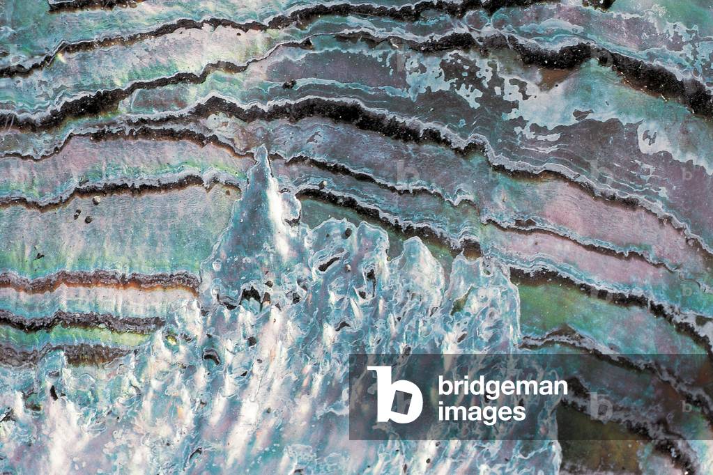 Abalone shell (photo)