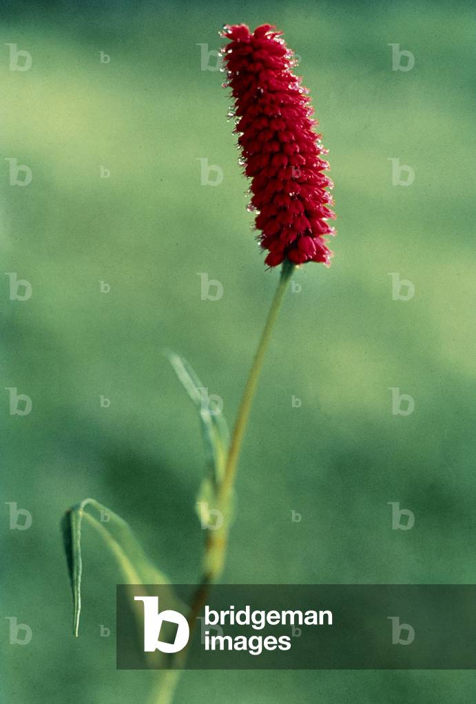 Large Leaved Knotweed (Bistorta macrophylla Polygonum macrophyllum) (photo)