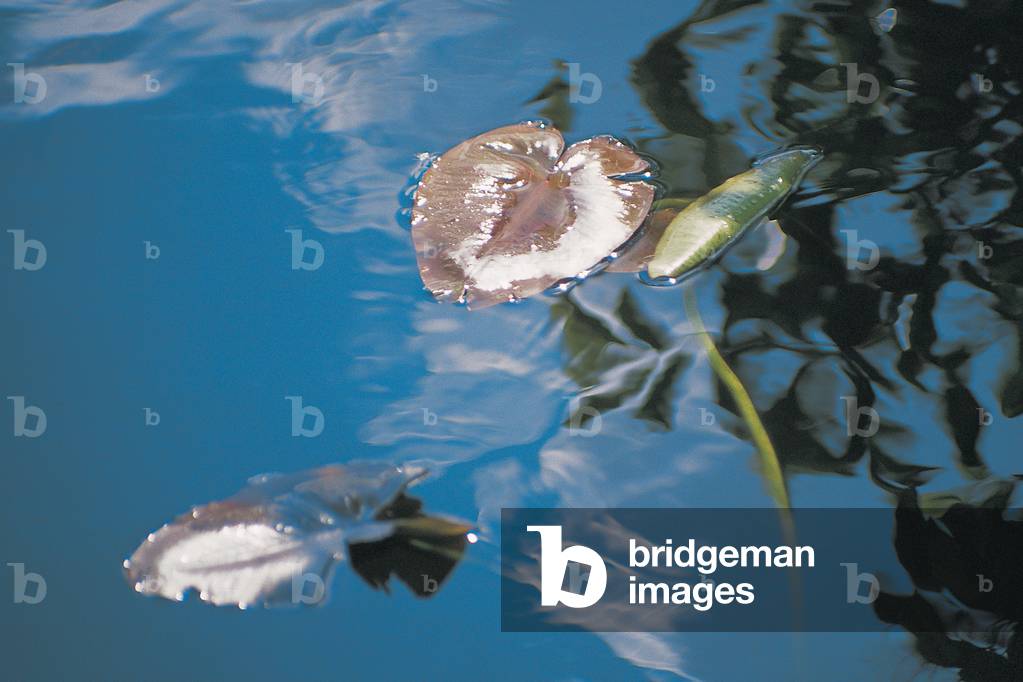 Water lily leaves and reflection of clouds in unknown lake (photo)