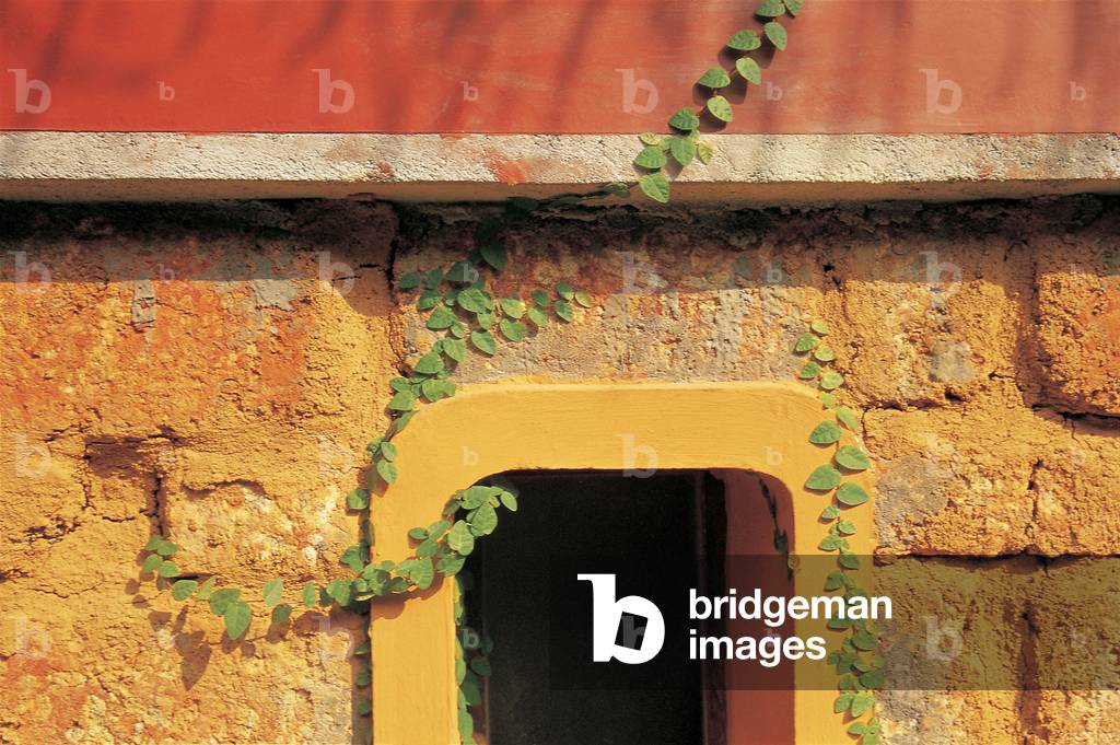 Creeper firmly clawing from ground to window (photo)