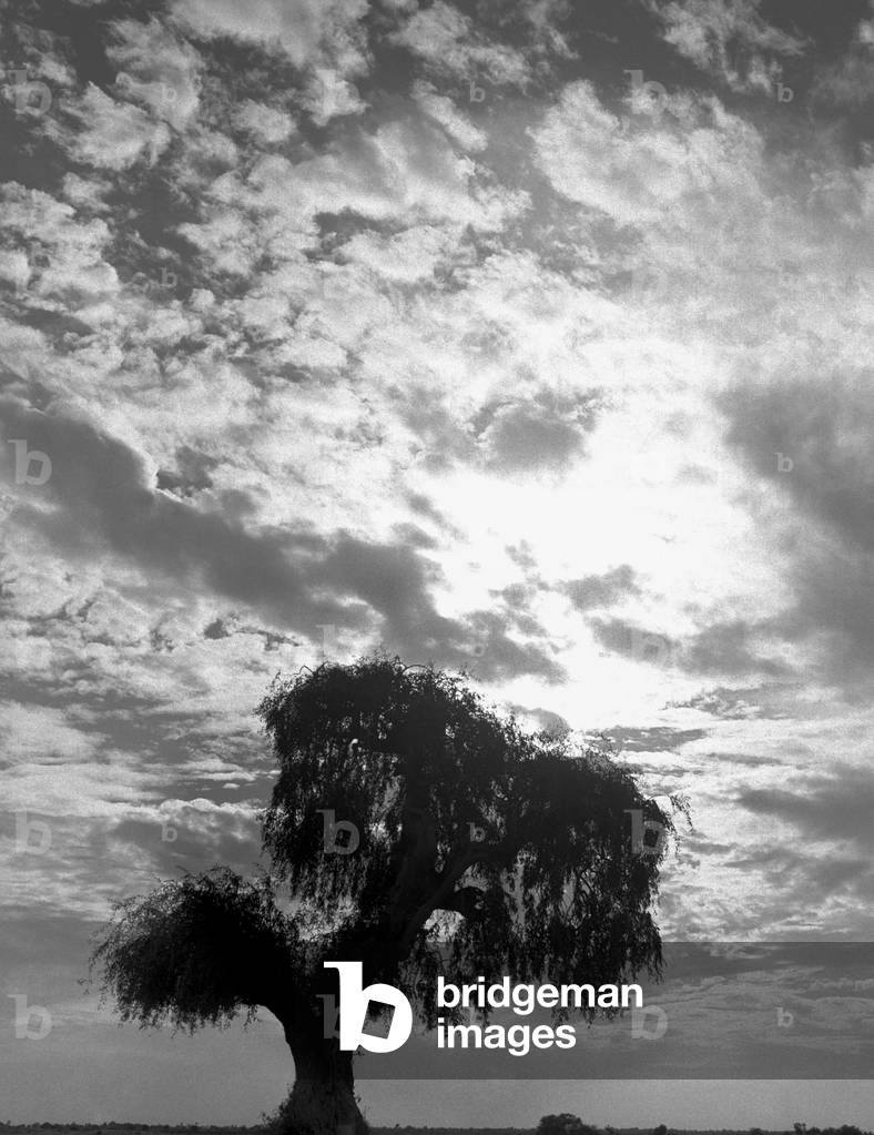 Form of tree (b/w photo)