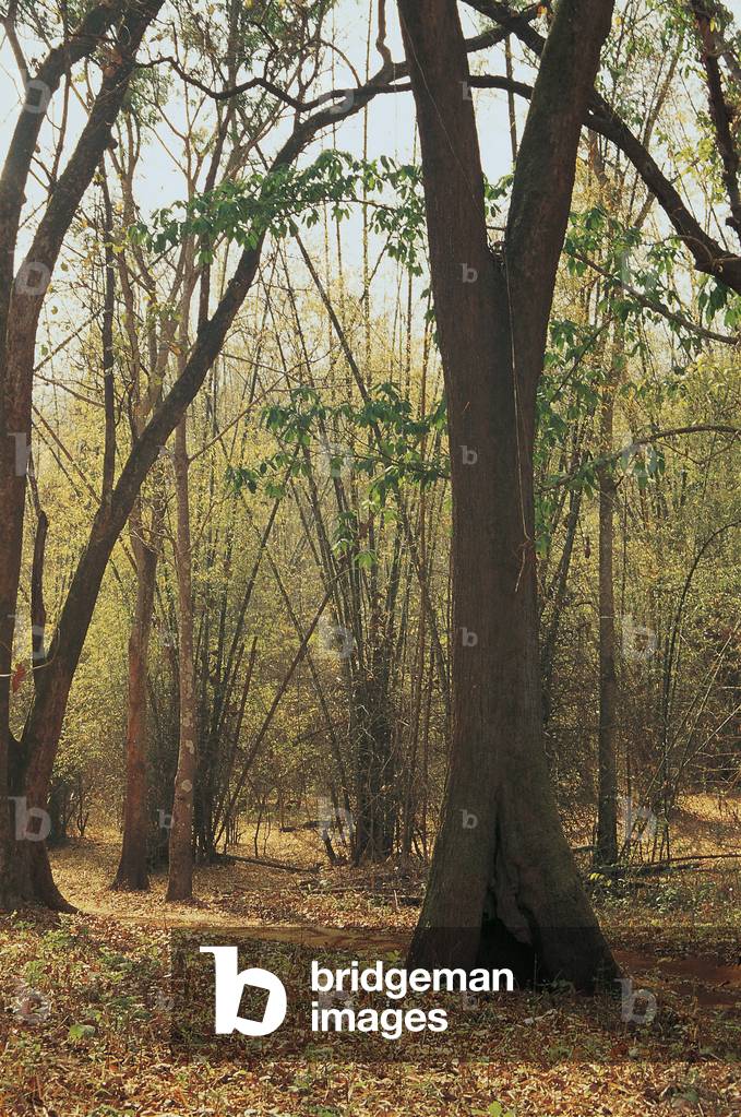 Bhadra sanctuary (photo)