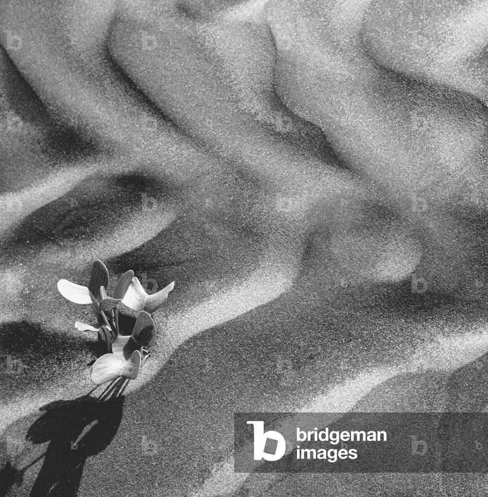 Mostra le piante del deserto (foto b/n)