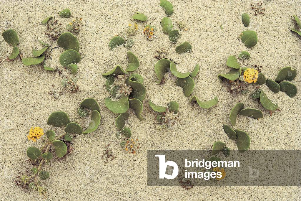 Sea weeds with yellow flowers, Big sur (photo)