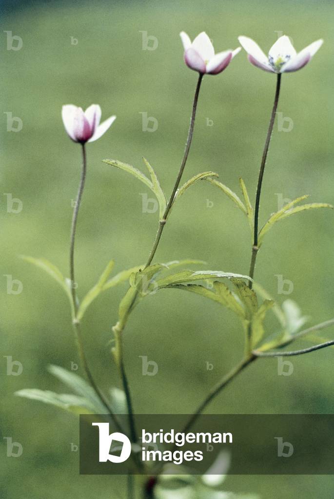 Brook Anemone (Anemone rivularis Buch Ham) (photo)