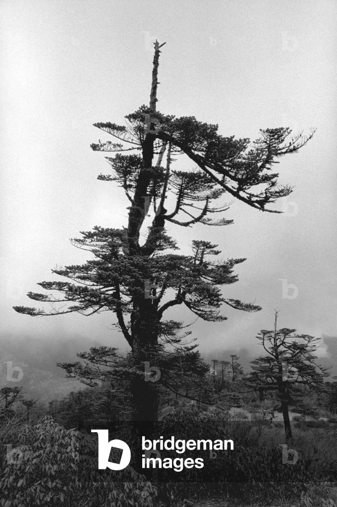 Forma di albero (foto b/n)