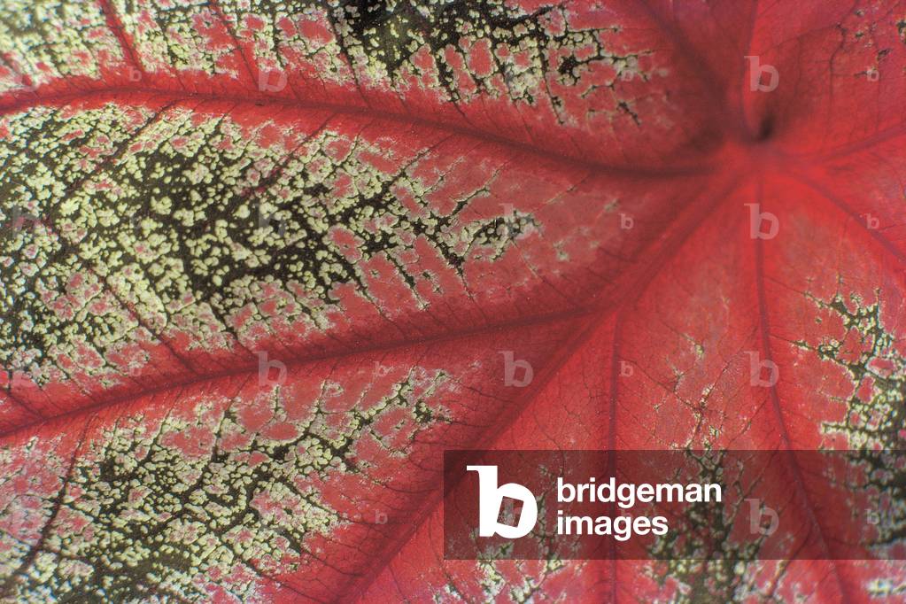 Close up of caladium leaf pattern, Bangalore (photo)