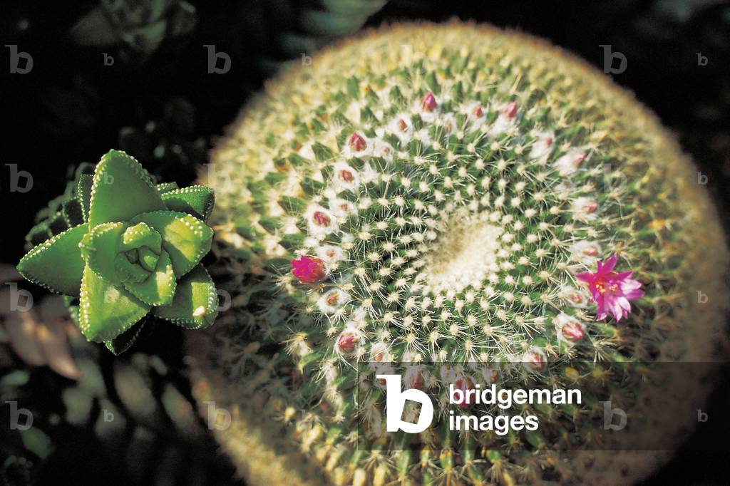 Unusual cactus formation with red flower (photo)