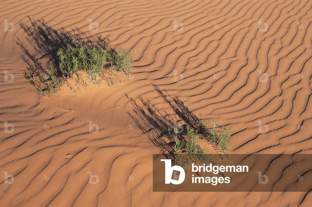 Pattern of sand in red coral (photo)