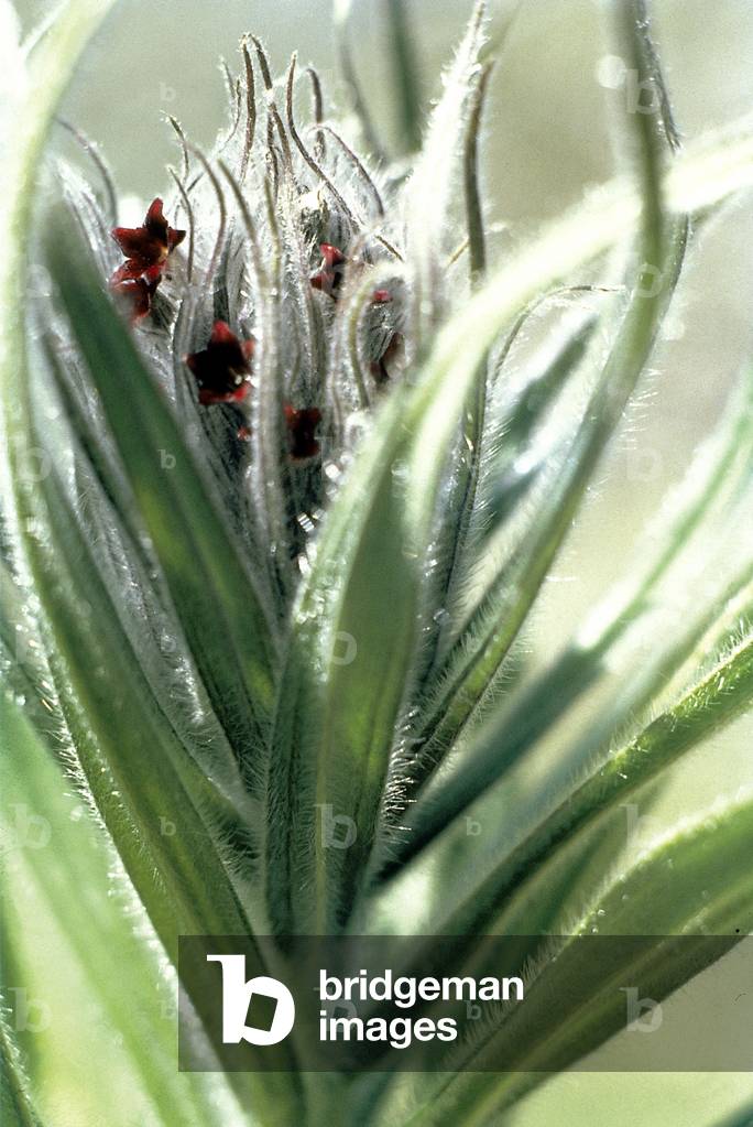 Gao Zaban' Oxtongue Bentham's (Arnebia Arnebia benthamii Macrotomia bethamii) (photo)