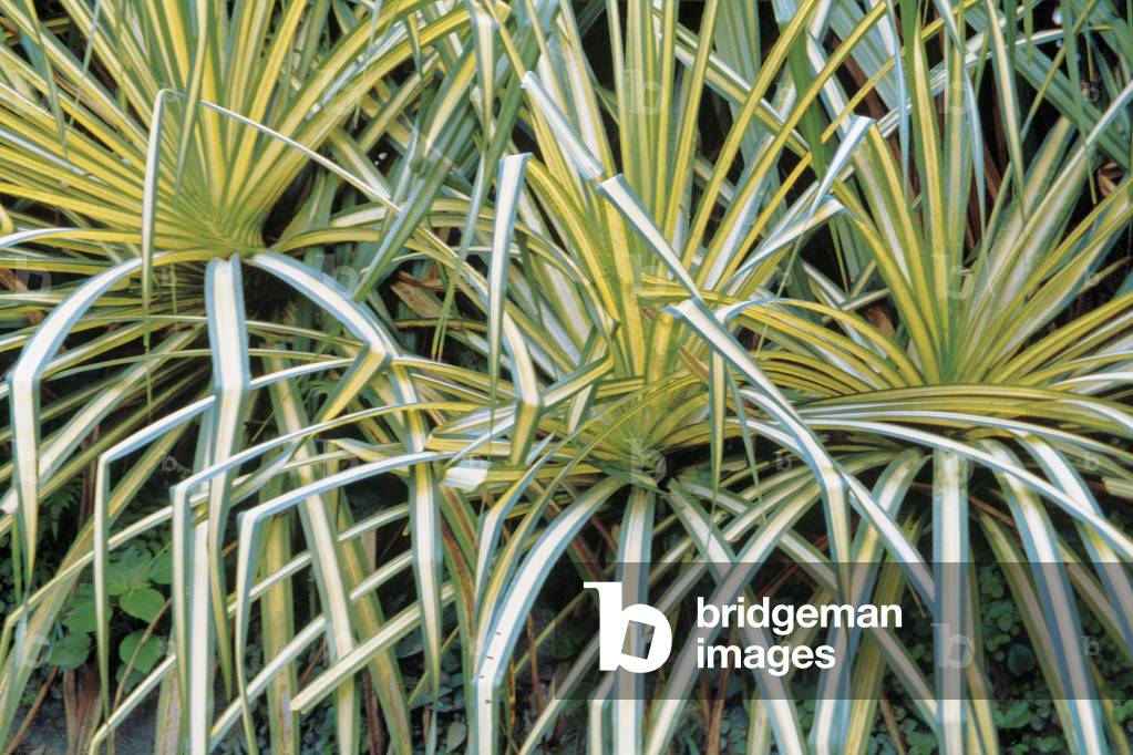 Wild tropical striated grass Botanical gardens, Singapore (photo)