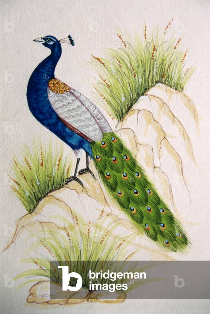 Miniature Painting on Silk Peacock