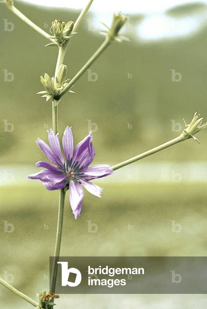 Chicory, Succory (Cichorium intybus) (photo)