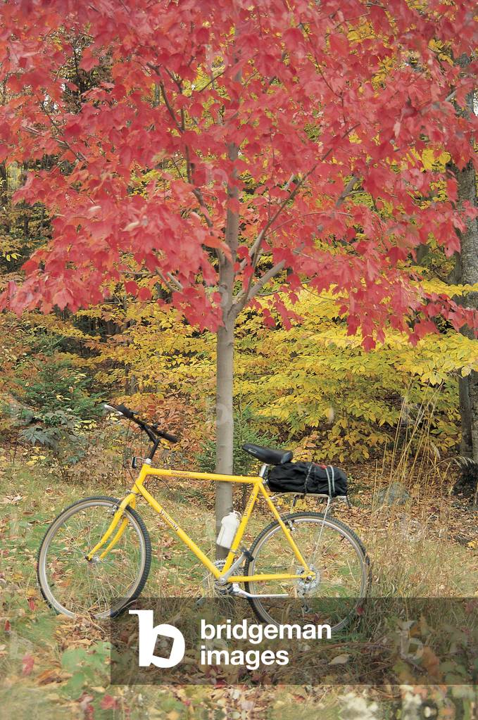 Bicycle at trees in autumn season , New England, U.S.A. United States of America (photo)