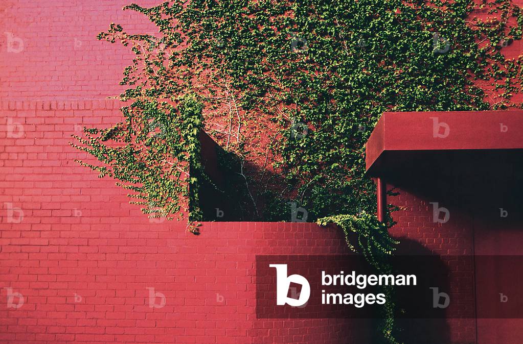 Piante a parete (foto)