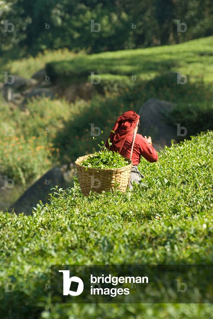 Tea Production, India (photo)