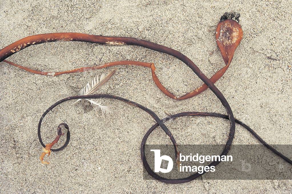 Snake like dried branches of sea plant, Garapata (photo)