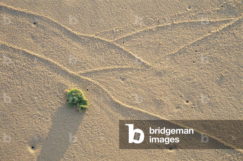 Moss with high tide markings at sunset (photo)