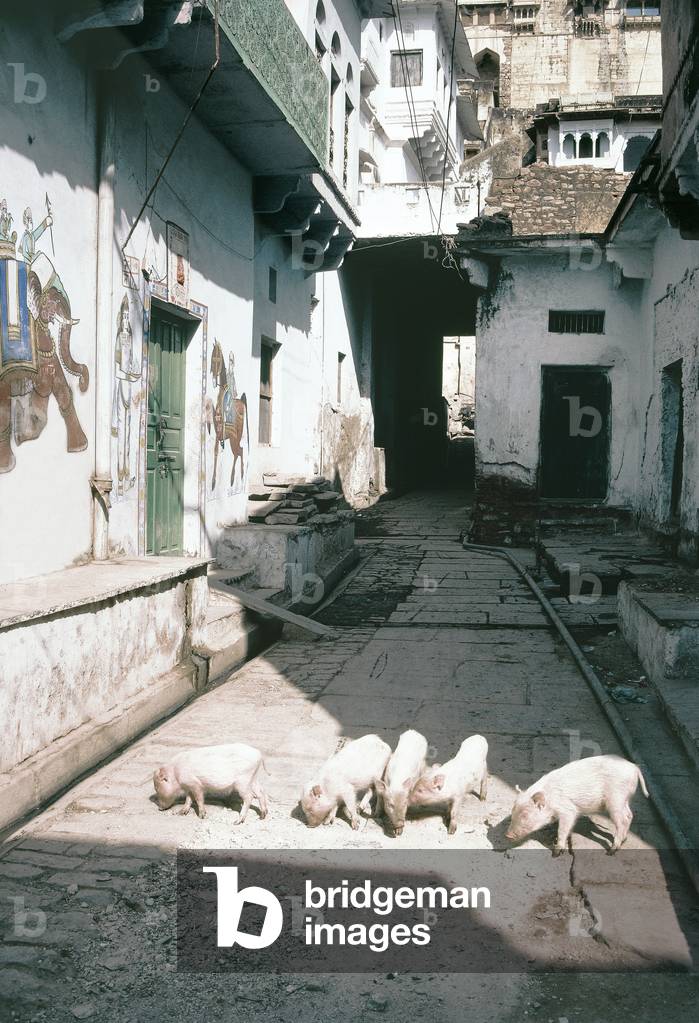 Pigs in painted street, Bundi (photo)