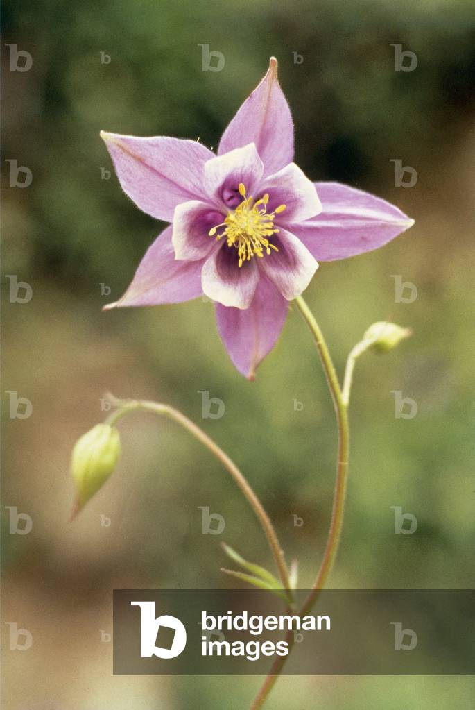 Columbine (Aquilegia pubiflora) (photo)