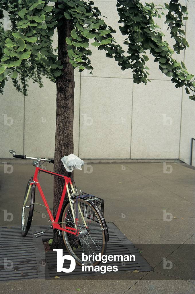 Bicycle at tree , Toronto, Canada (photo)