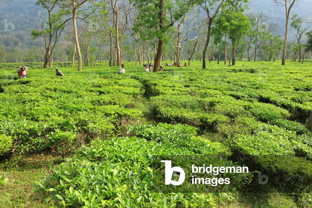 Women plucking leaves from tea garden, Assam, India (photo)
