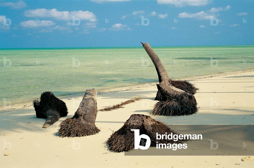 Palm trees trunk on sand, Bangaram (photo)