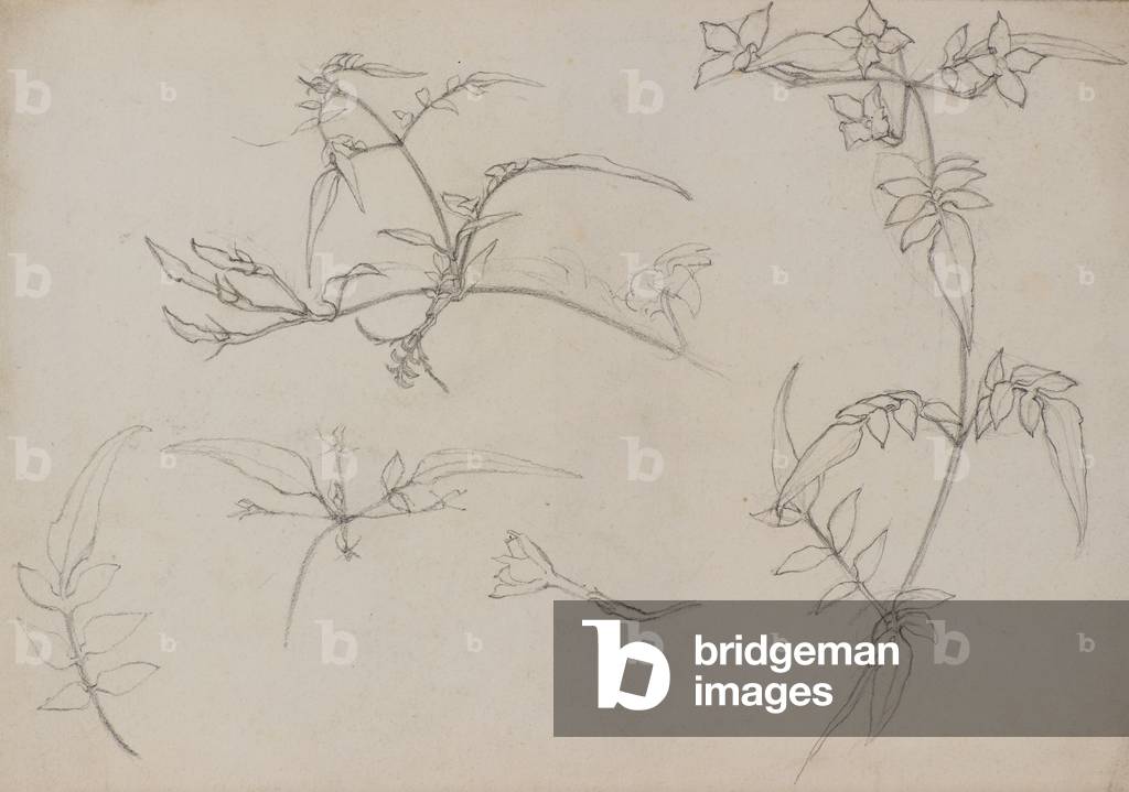 Botanical Drawing, 1899 (pencil)