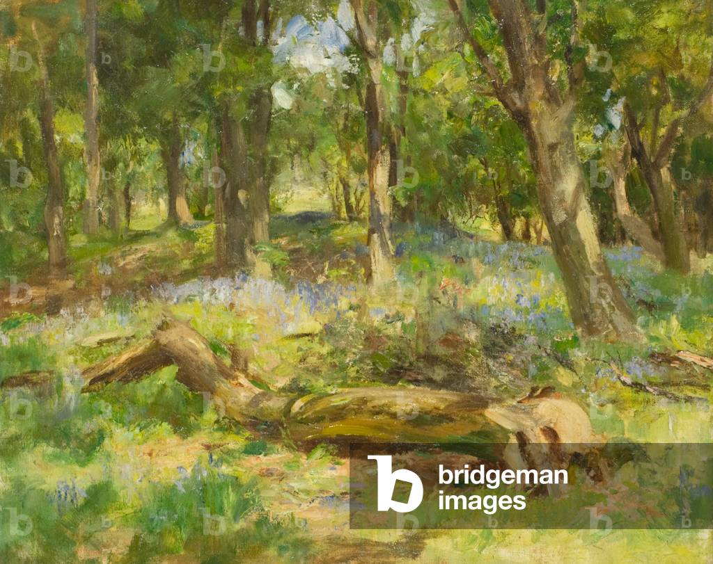 Woodland Scene (oil on canvas)