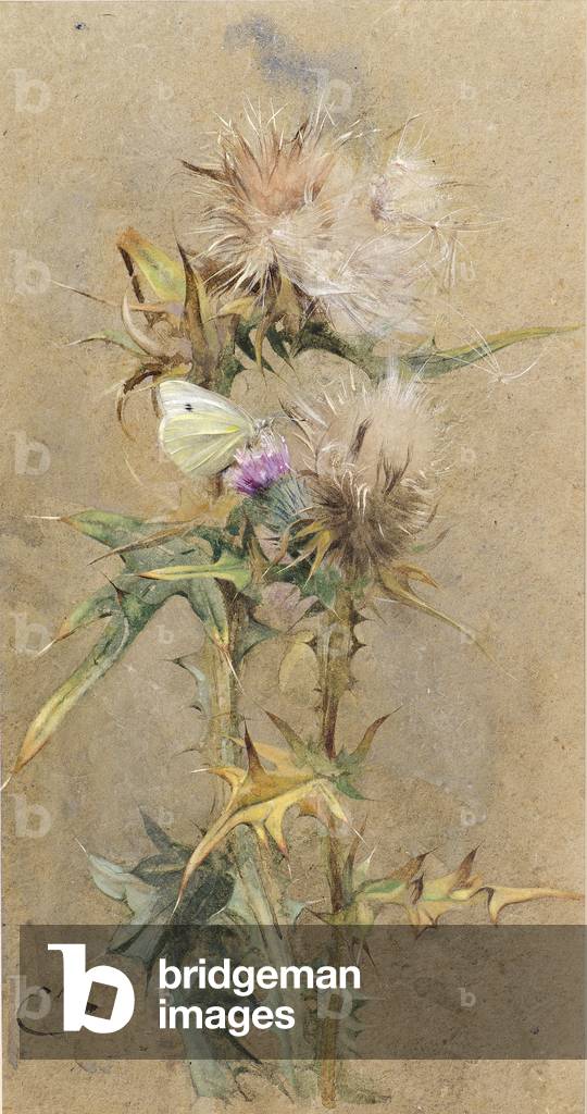 Thistles and Butterfly (w/c)