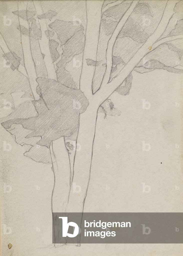 Study of a Tree, c.1898-1900 (pencil)